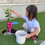 フェイジョア植樹の様子