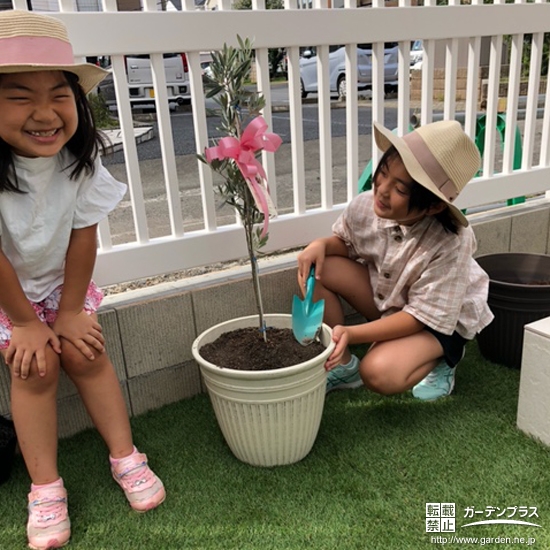 オリーブ植樹の様子①