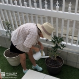 植樹後のキンモクセイ