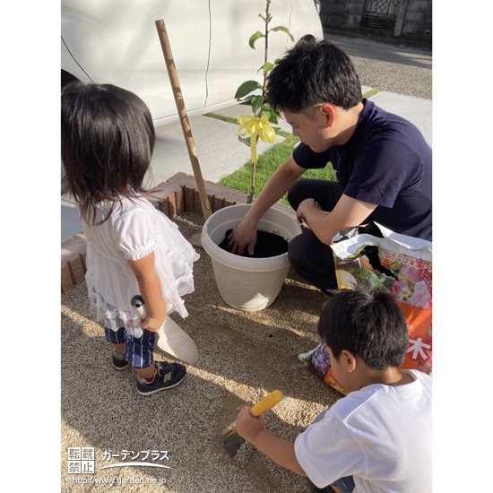 レモン植樹の様子