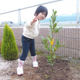 熊本県熊本市南区オリーブと月桂樹（ローリエ）の植樹風景