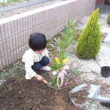 熊本県熊本市南区オリーブと月桂樹（ローリエ）の植樹風景