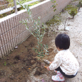熊本県熊本市南区オリーブと月桂樹（ローリエ）の植樹風景