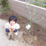 熊本県熊本市南区オリーブと月桂樹（ローリエ）の植樹風景