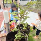 もみじ（カエデ）植樹の様子