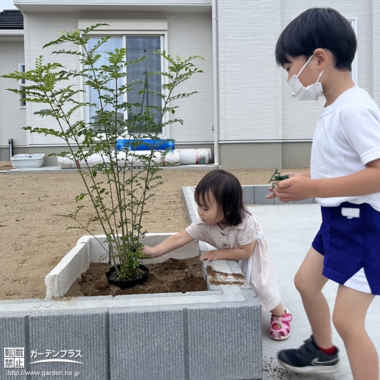 シマトネリコ植樹の様子