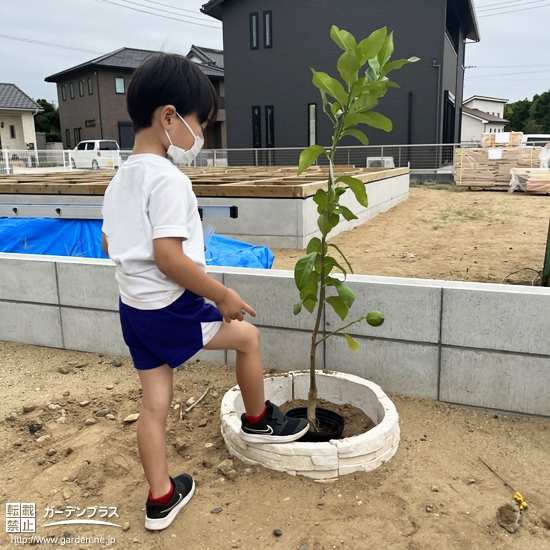 レモン植樹の様子