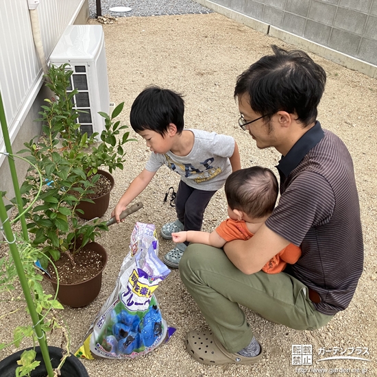 ブルーベリー植樹の様子