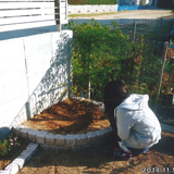 愛知県松山市ジューンベリーと四季咲きモクセイの植樹風景