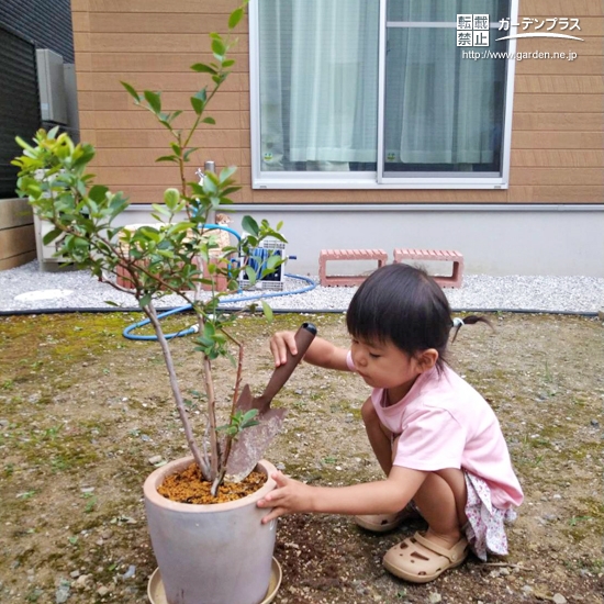 ブルーベリー植樹の様子