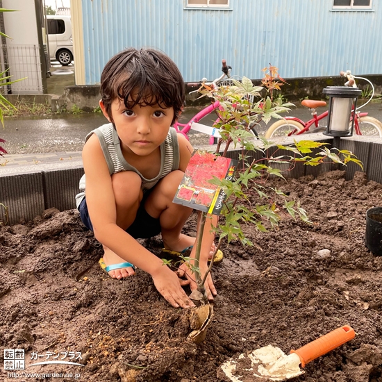 もみじ（カエデ）植樹の様子