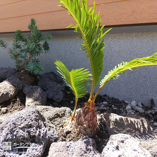 お庭の植栽第一号に植えていただいたソテツ