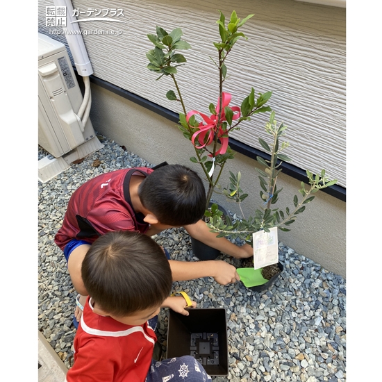 記念樹を植樹中の様子