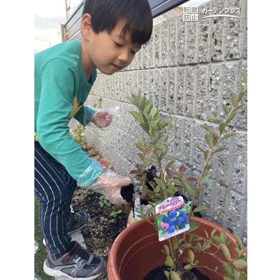 ブルーベリー植樹中の様子②