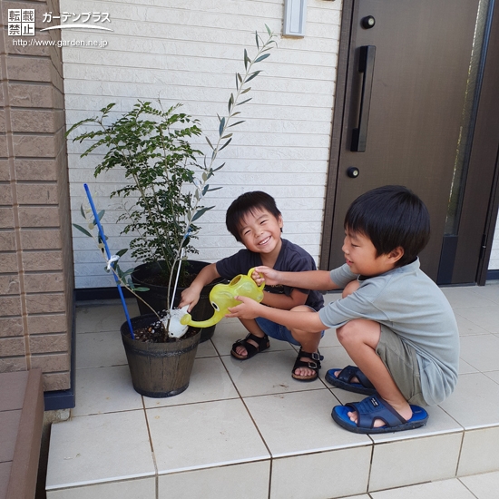 オリーブ植樹中の様子