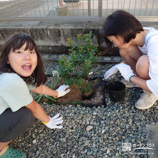 ヒメシャリンバイ植樹中の様子