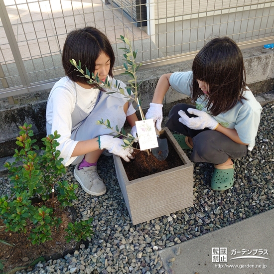 オリーブ植樹中の様子