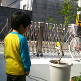 大阪府大阪狭山市レモンの植樹風景