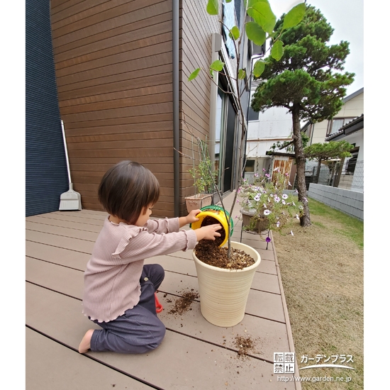 ジューンベリー植樹中の様子