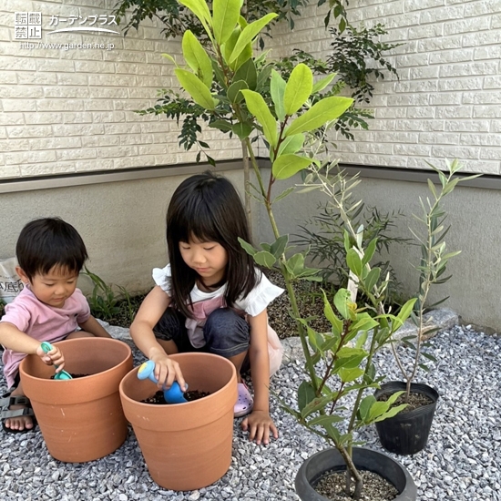 記念植樹の様子