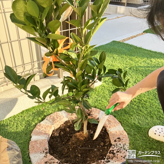 温州ミカン植樹の様子