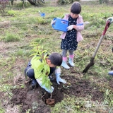 クリ植樹の様子