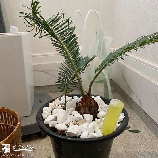 植樹後のソテツ