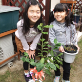 福岡県小郡市ジューンベリーとレモンの植樹風景