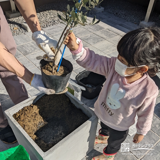 オリーブ植樹の様子①