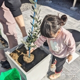 オリーブ植樹の様子②