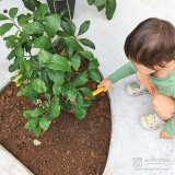 レモン植樹の様子