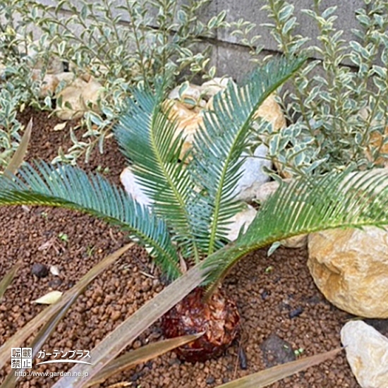 植樹後のソテツ