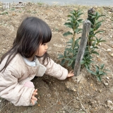 キンモクセイ植樹の様子