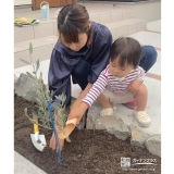 オリーブ植樹中の様子①