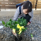 レモン植樹中の様子①