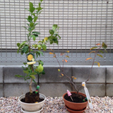 千葉県松戸市レモンとジューンベリーの植樹風景