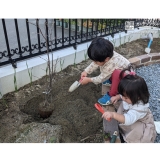 ジューンベリー植樹中の様子