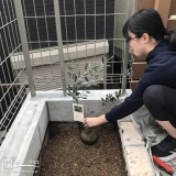 オリーブ植樹中の様子
