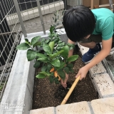 レモン植樹中の様子
