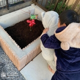 もみじ（カエデ）植樹中の様子②