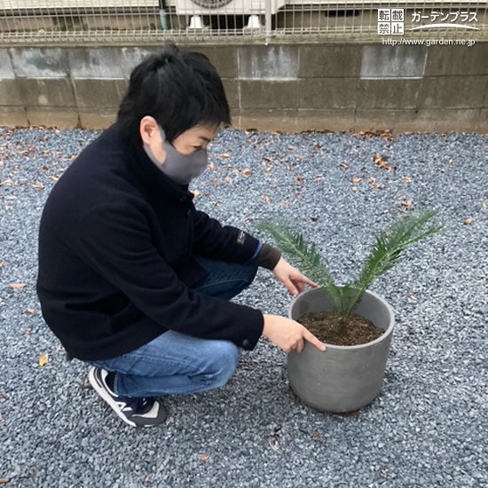 植樹後のソテツと記念撮影