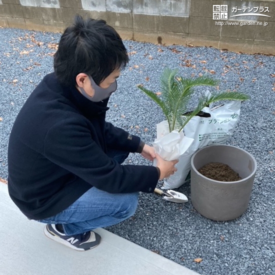 ソテツ植樹中の様子