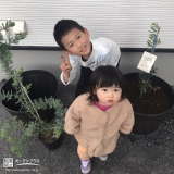 オリーブとミモザの植樹中の様子