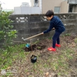 ミモザ植樹中の様子