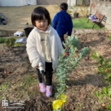 植樹後のミモザにお水やりをしている様子