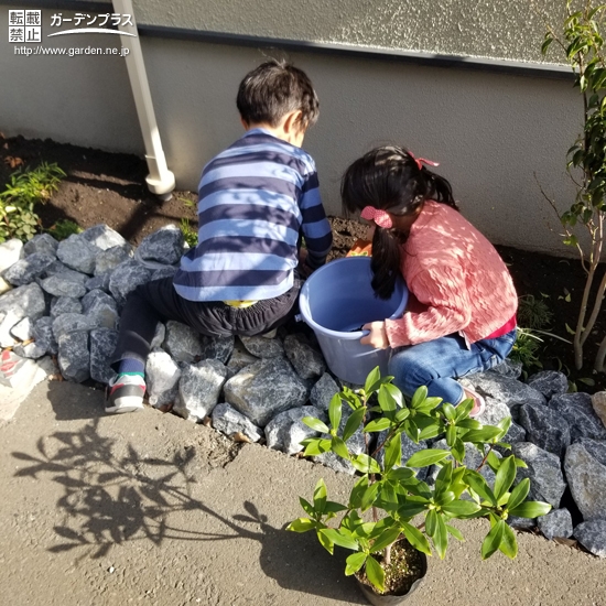 記念樹植樹中の様子