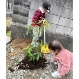 シラカシ植樹中の様子