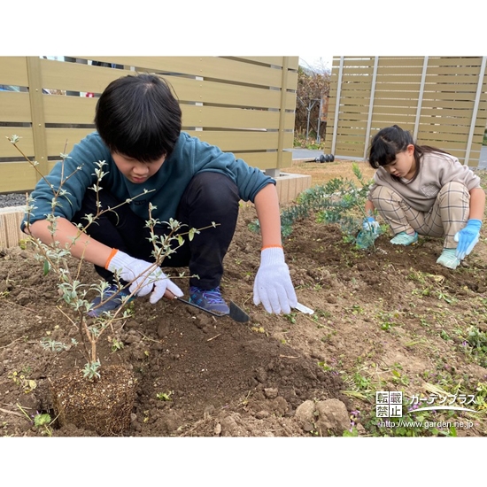 ミモザ、ブッドレアを植樹中の様子