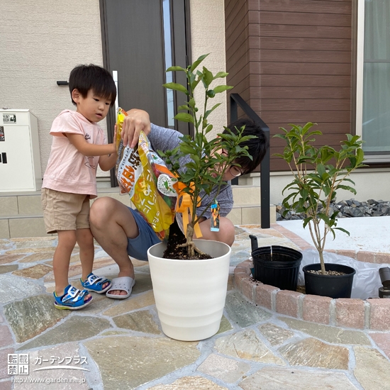 キンカンを植樹中の様子