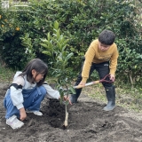 温州ミカン植樹の様子